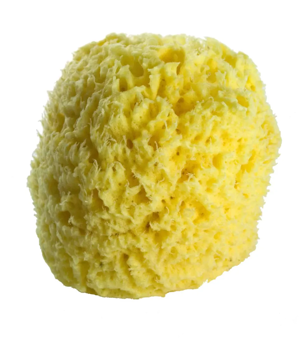geo-trumper-natural-sea-sponges-naturschwamm image 1